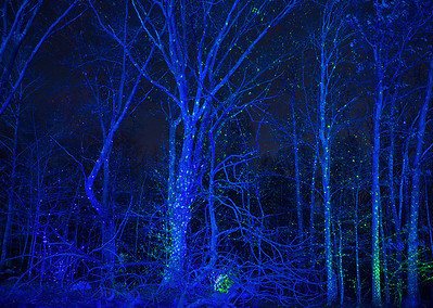 24172603785_582e8d25ed_w Fairy lights illuminate trees during Night Lights.