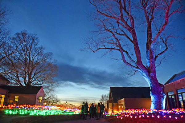 49130255486_22893021e6_c A view of the Court: A Garden Within Reach during Night Lights.