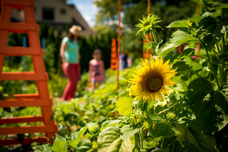 A sunflower blooms in the Vegetable Garden.