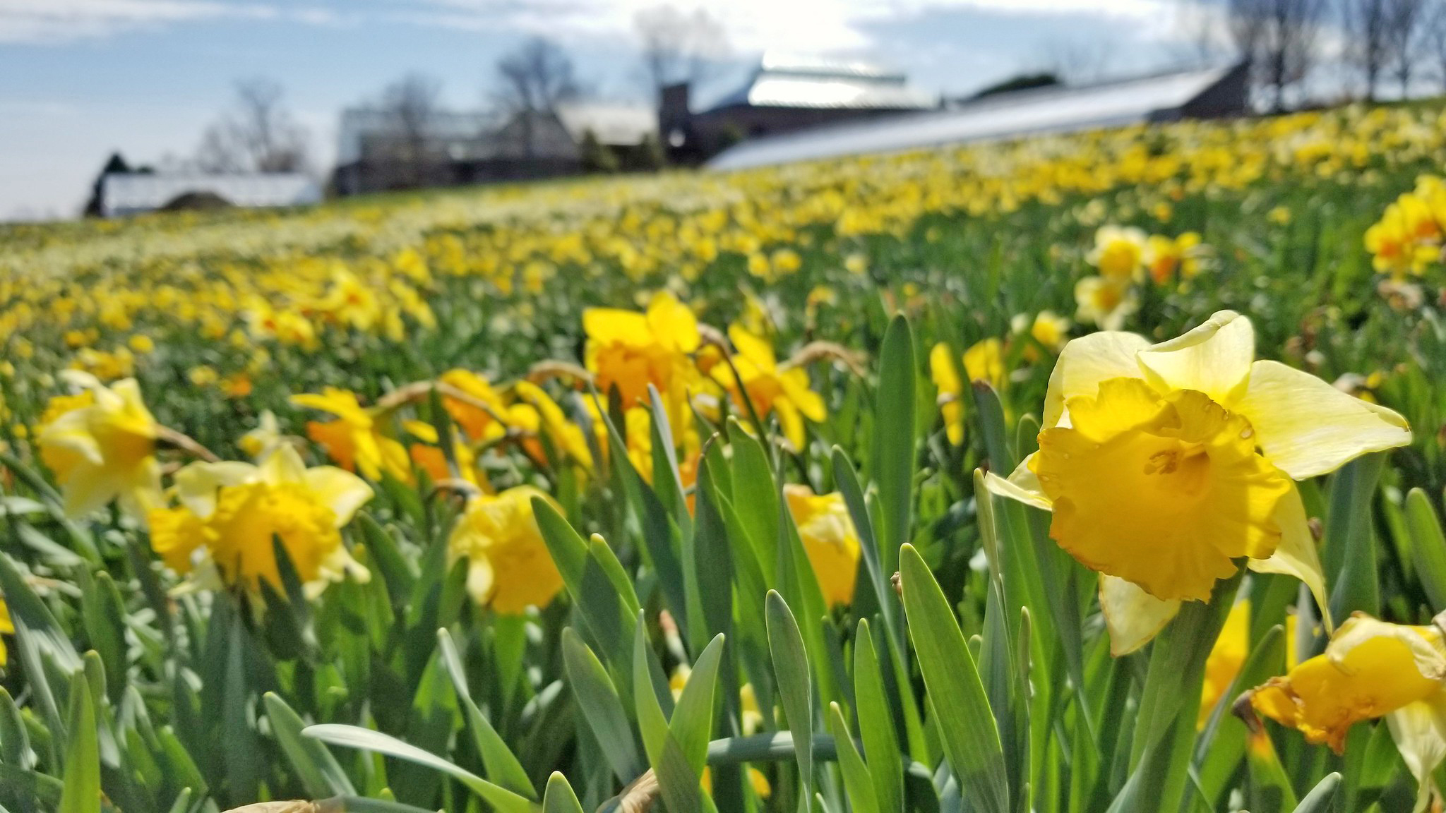 Daffodils in bloom in the spring