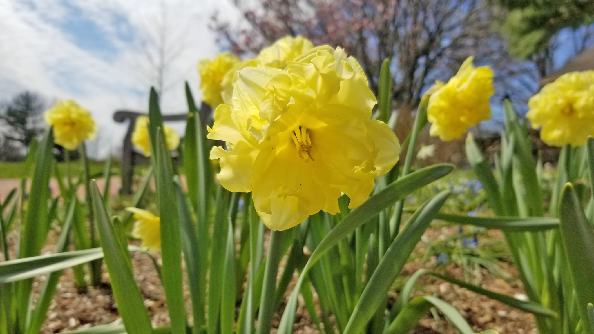 daffodil