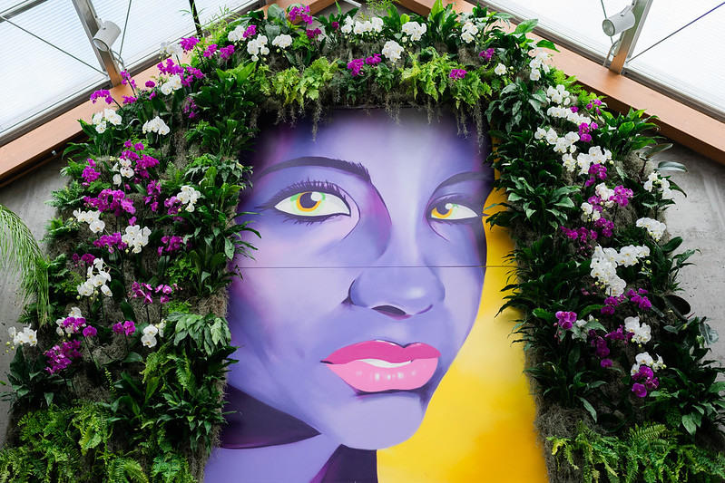 49482319643_4bba02a568_c A past orchid show in the Limonaia.