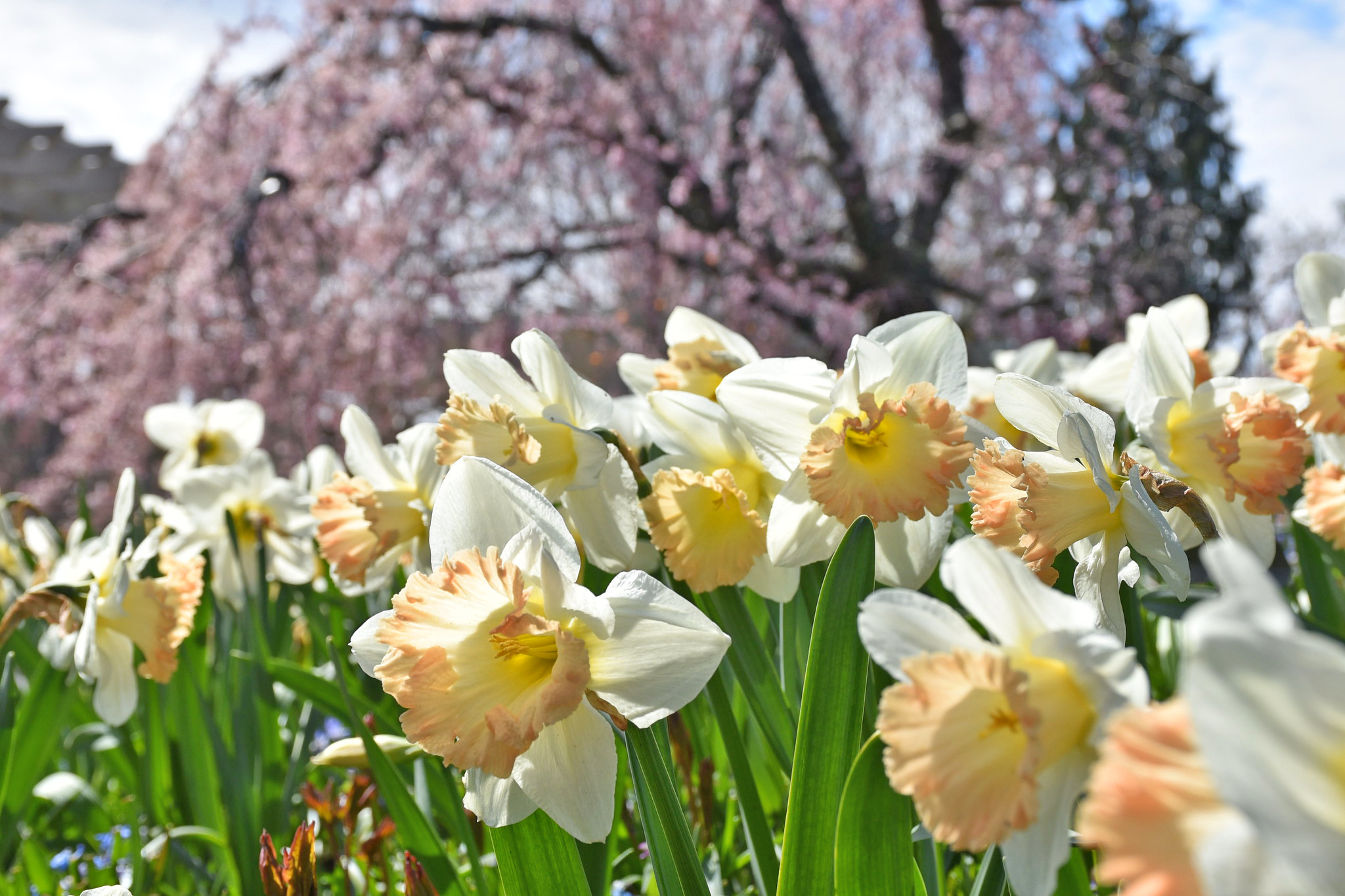 Daffodils in bloom in the spring
