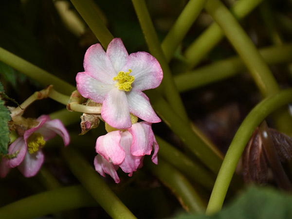 close up of a pink flower