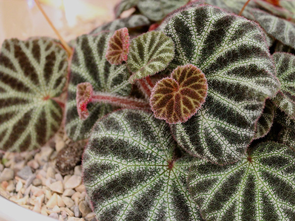 close up of a plant leaf