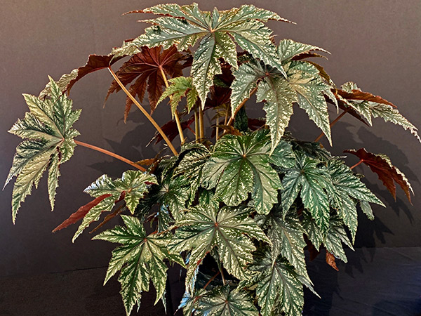 Close up of a green plant