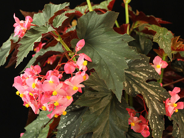 Close up of pink begonias