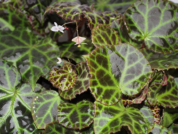 close up of a green plant.