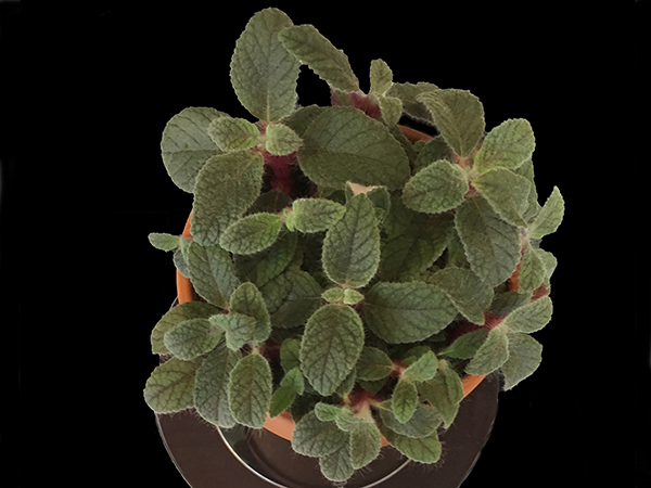 Above view of a potted plant