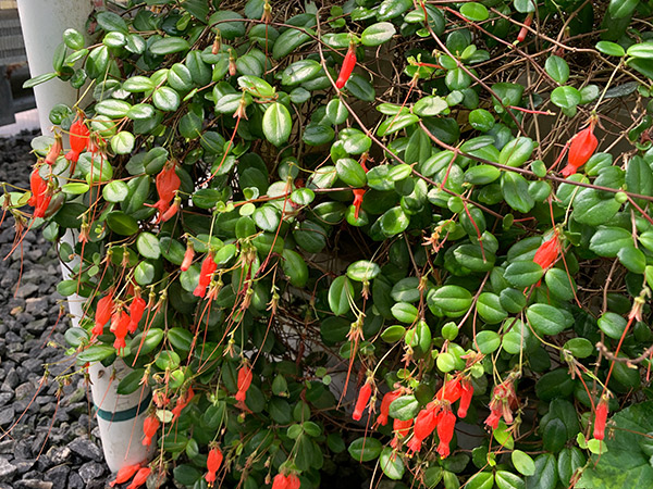 Close up of red flowers