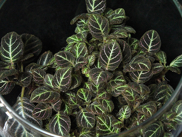 Close up of a green plant