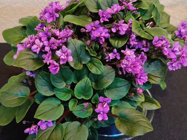 Close up of purple flowers