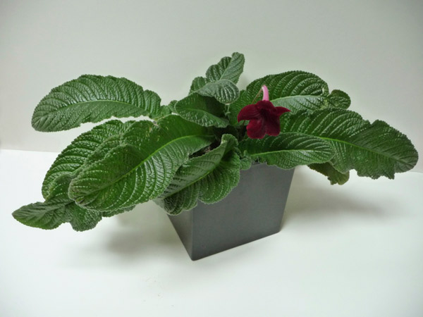 Close up of a potted plant with a dark red flower.