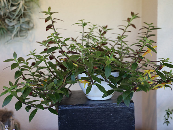 close up of a potted plant