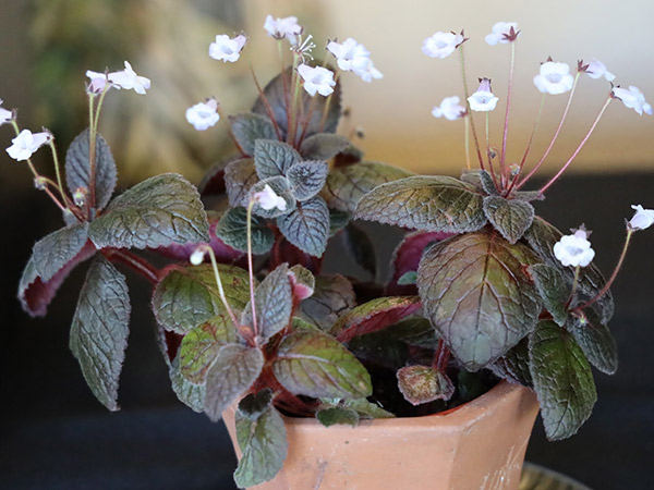 close up of little white flowers