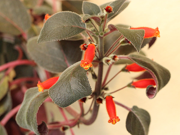 Close up of a red flower