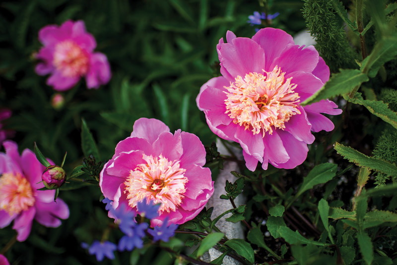 Photo of pink peonies