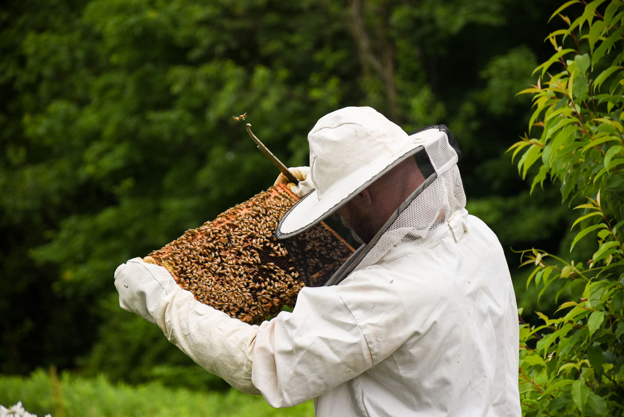 Hunter looks at the cells in the hive to try and find any queen cells.