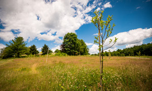 The apple trees of the orchard in their second season.