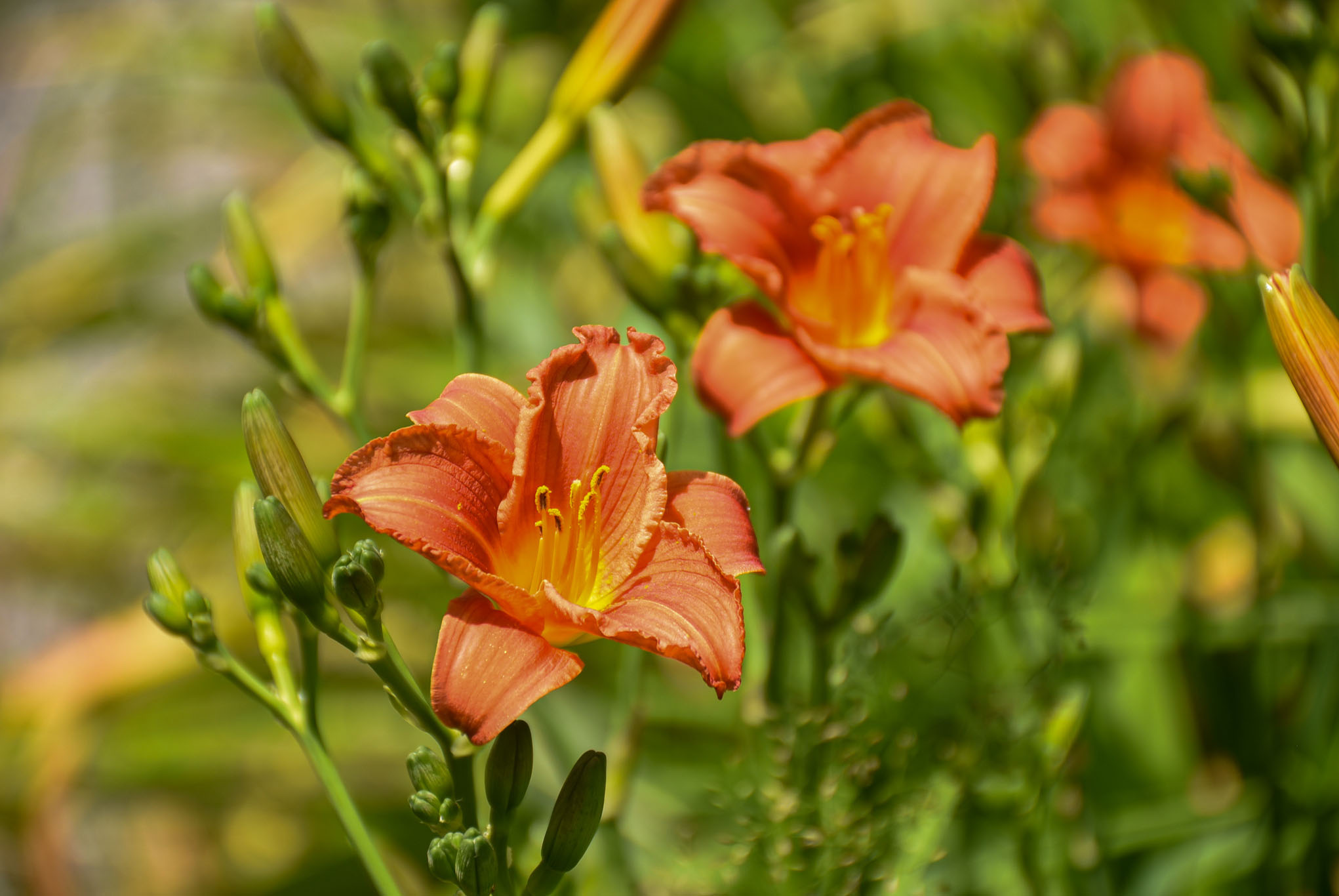 Orange daylilies in bloom in the Nadeau Garden.