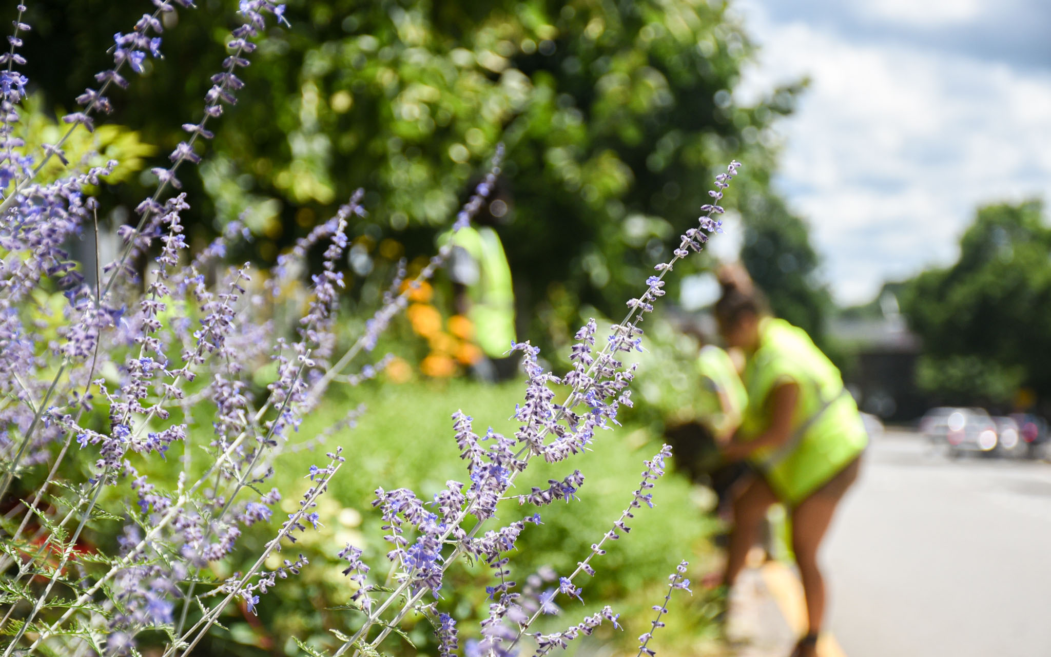 Horticulture staff, interns, and volunteers help plant the Franklin Street median in Worcester.