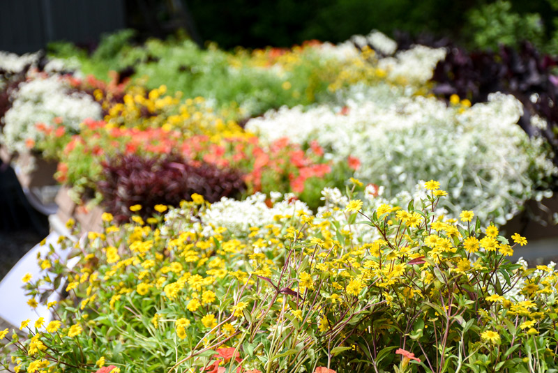 The planters for the Living Wall await being hung on the Living Wall structure.