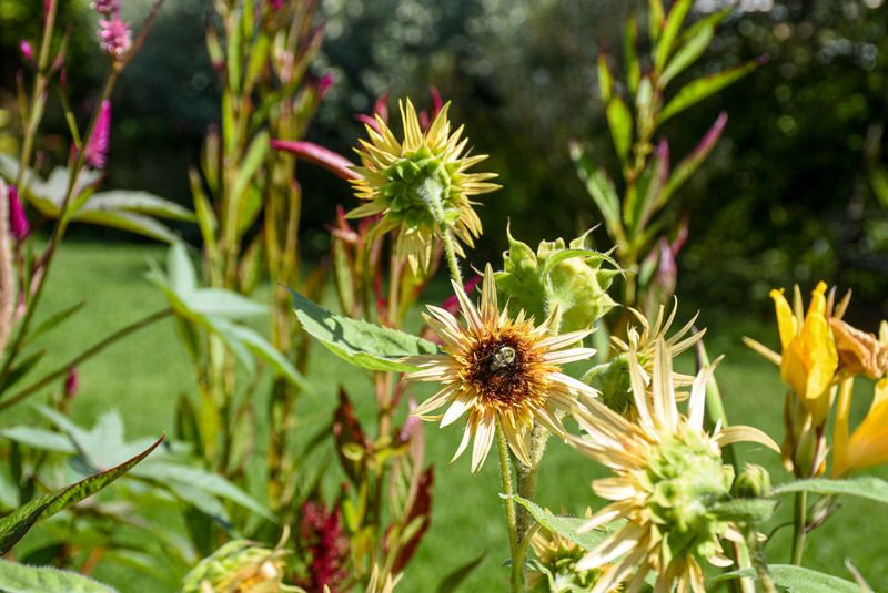 Sunflowers in bloom in the Ellipse of the Winter Garden.