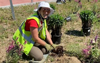 Horticulture interns work on planting in the Lincoln Street rotary.