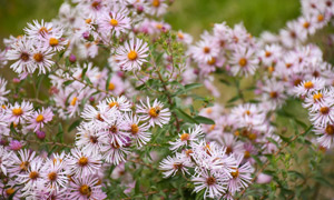 Pink flowers fill the photo