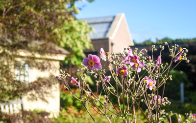Pink anemone blooms in the Cottage Garden.
