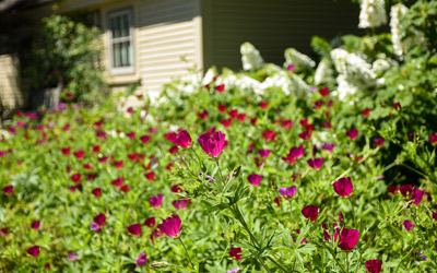 Vibrant fuchsia colored blooms at the end of the Cottage Garden.
