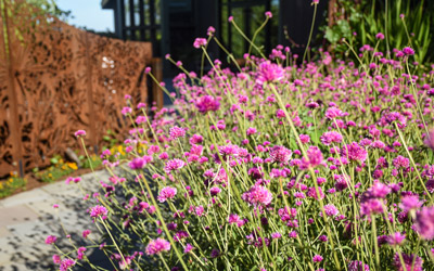 Pink flowers in bloom in The Court.