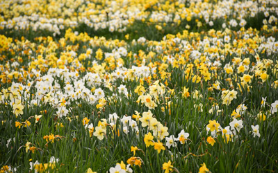 white and yellow daffodils