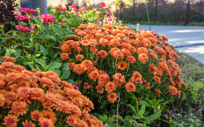 Orange flowers bloomed along the Entry Garden