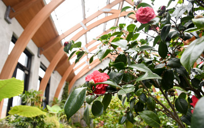A pink camellia in the Limonaia.