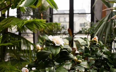 White camellias bloom in the Limonaia.