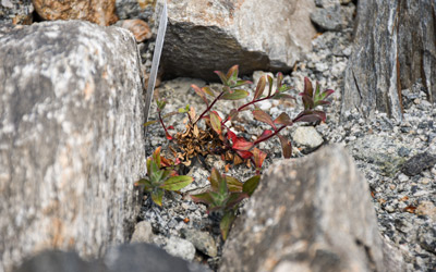 A plant grows in the Crevice garden bed of the Nadeau.