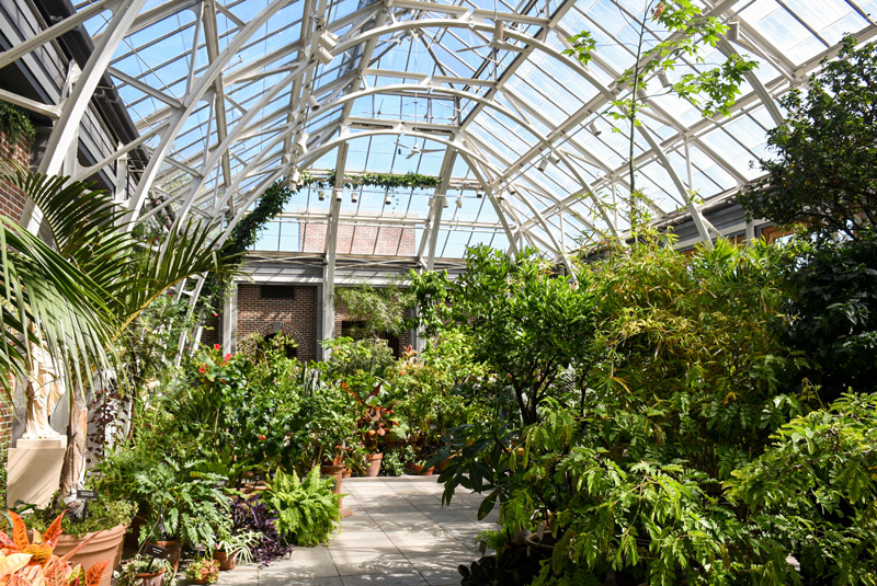The plants of the Orangerie sit inside after move in.