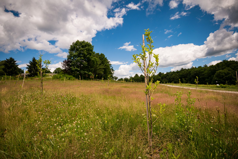 The apple orchard in Summer 2022. In the news featured image.