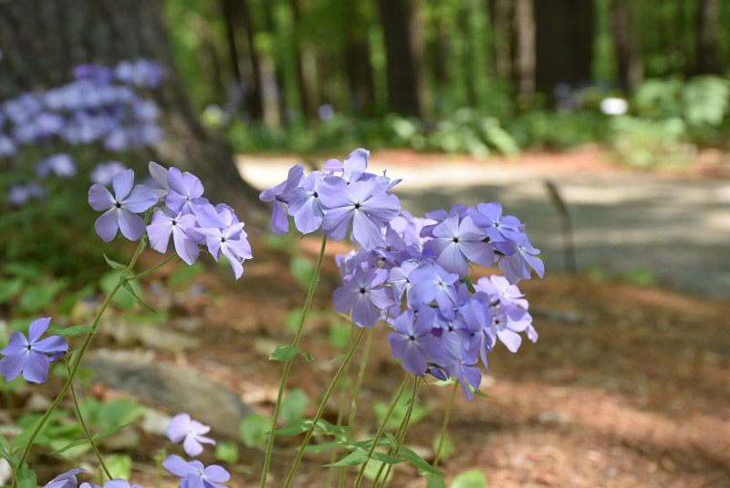 Purple garden phlox in bloom in the shade garden.