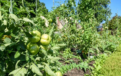 Tomatoes growing in the Vegetable Garden.