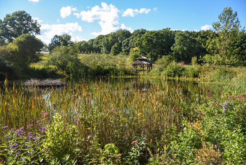 A summertime image of the pond with cattails growing wildly.