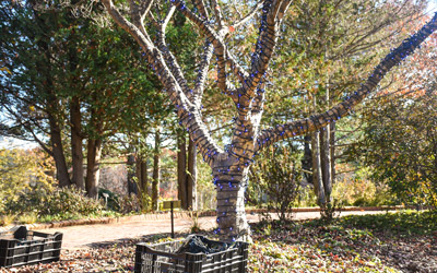 A tree in the Lawn Garden is wrapped in purple string lights.