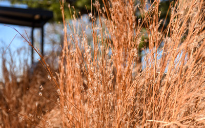 Little bluestem, a native grass, sways in the wind.