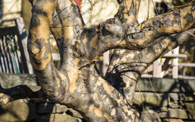 The bark of a kousa dogwood tree has splotches of brown, tan, and gray in the wintertime.