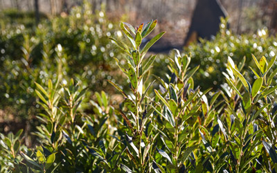 Inkberry leaves shine green in the sun of The Ramble.