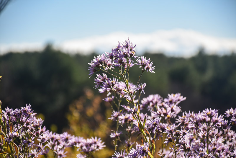 A light purple flower in bloom in the Secret Garden.
