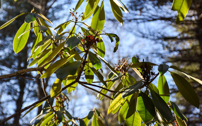 The great rosebay rhododendron is illuminated by the sun's rays in the Inner Park.