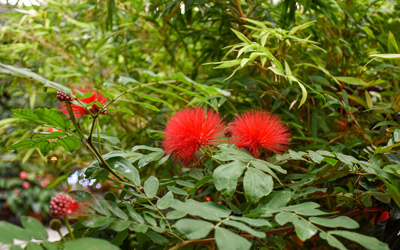 Red blooms of the red powder puff tree (Calliandra haematocephala) in the Orangerie.