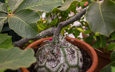 The shaving brush tree (Pseudobombax ellipticum) in the Orangerie has an interesting base that almost resembles a turtle shell.